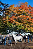 Ballinasloe Horse Fair