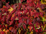 Gray dogwood1
