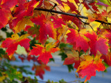 Silver maple2