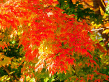 Sugar maple03