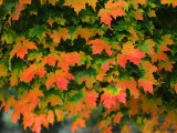 Sugar maple04