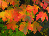 Sugar maple05