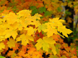 Sugar maple08