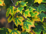 Sugar maple10