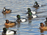 Scaups8.jpg