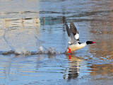 Common Merganser5.jpg