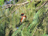 Bay-breasted warbler1.jpg