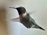 Ruby-throated hummingbird2