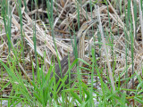 American bittern5