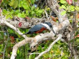 Ringed Kingfisher1