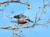 Ringed Kingfisher2
