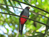 Slaty-tailed Trogon2
