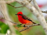 Vermillion Flycatcher