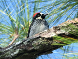 Acorn woodpecker