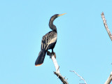 Anhinga