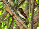 Bright-rumped Attilla2