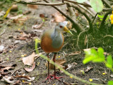 Gray-necked Wood Rail2