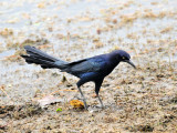Great-tailed grackle