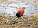 Northern Jacana1