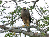 Roadside Hawk2