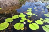 Water lilies1