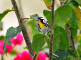 Yellow-throated warbler