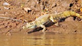 White Caiman