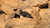 Yellow-headed Vulture