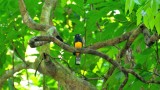 Amazonian Trogon