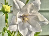 Balloon flower & bud