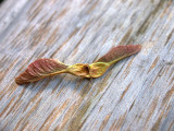 Maple on cedar