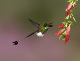 Booted Racket-tail 2.JPG