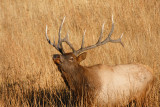 Rocky Mountain Elk