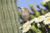 Curve-billed Thrasher 2.JPG