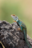 Desert Collared Lizard 2.jpg