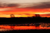 Bosque del Apache sunrise