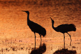 Sandhill Crane