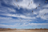 Snow Geese lift off