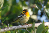 Blackburnian Warbler.jpg