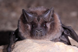 Big Free-tailed Bat 3.jpg