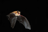 California Myotis 2.jpg