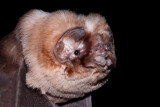 Ghost-faced Bat 2.jpg