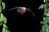 Ghost-faced Bat 3.jpg