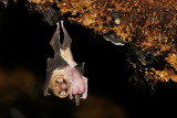 Ghost-faced Bat 5.jpg