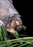 Hoary Bat 2.jpg