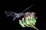 Lesser Long-nosed Bat.jpg