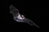Long-eared Myotis 2.jpg