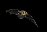 Long-legged Myotis.jpg