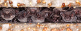 Mexican Free-tail Bats roosting in Bridge.jpg