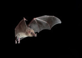 Mexican Long-tounged bat.jpg
